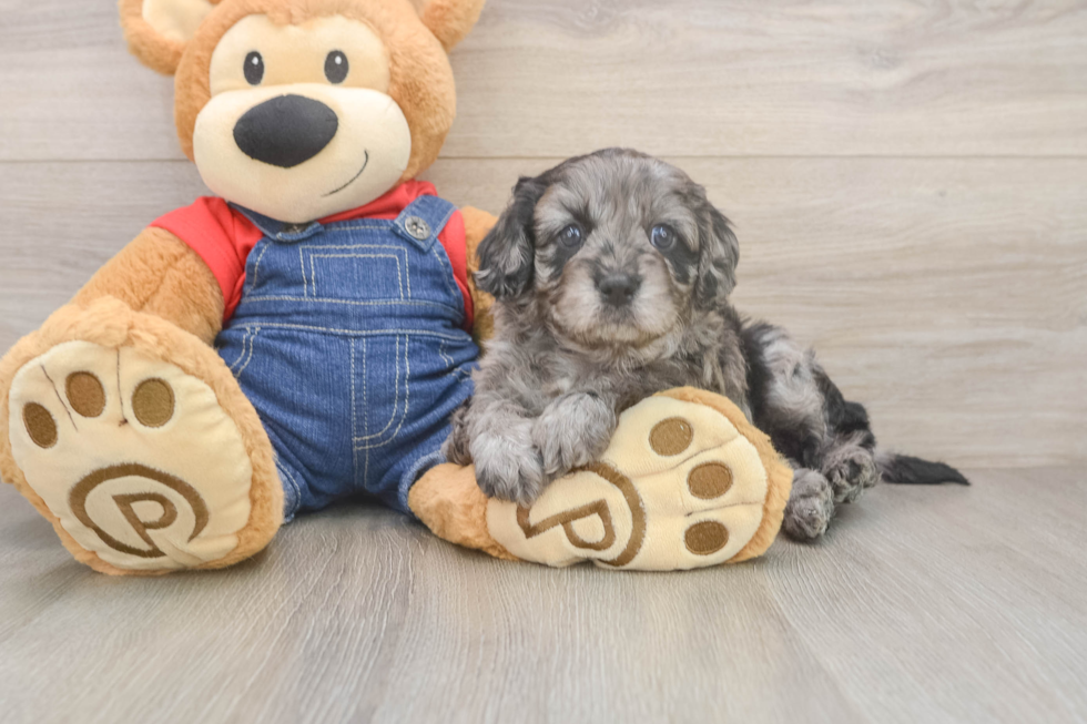 Cavapoo Pup Being Cute