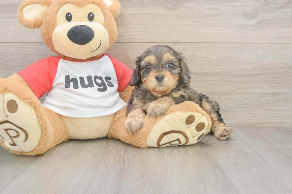 5 week old Cavapoo Puppy For Sale - Pilesgrove Pups