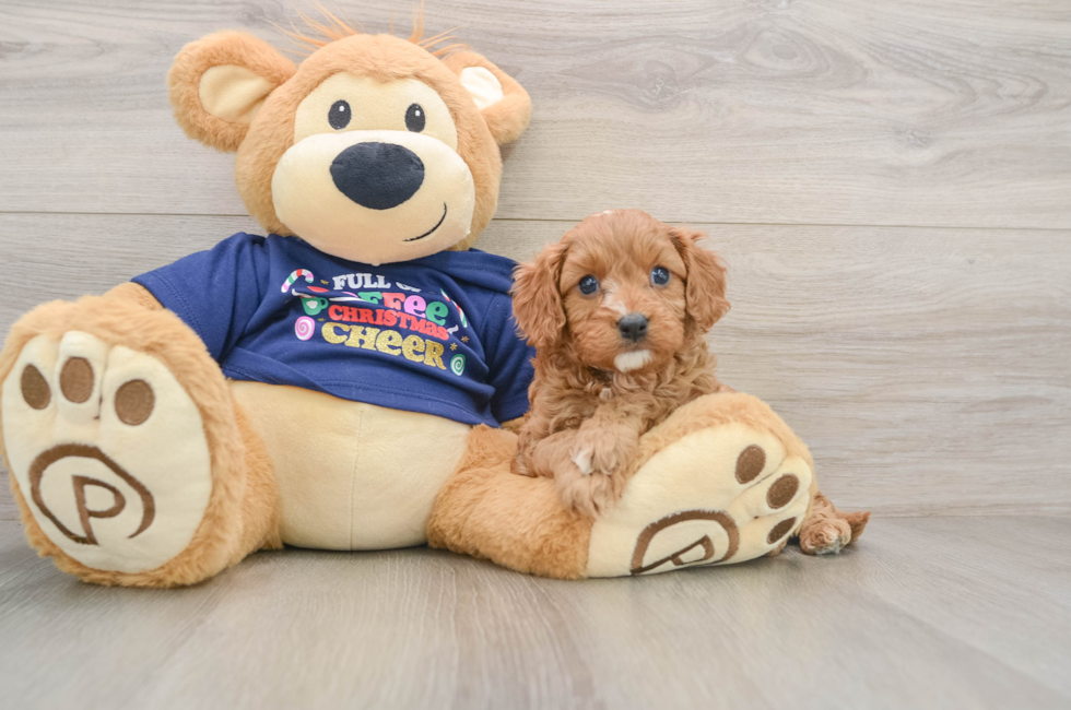 5 week old Cavapoo Puppy For Sale - Pilesgrove Pups