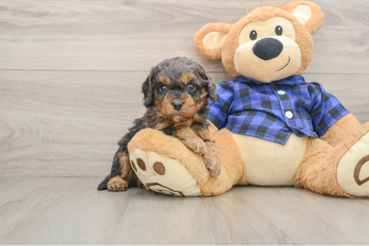 Smart Cavapoo Poodle Mix Pup