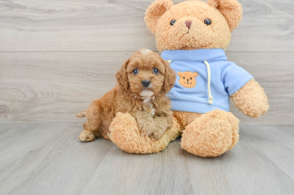 7 week old Cavapoo Puppy For Sale - Pilesgrove Pups