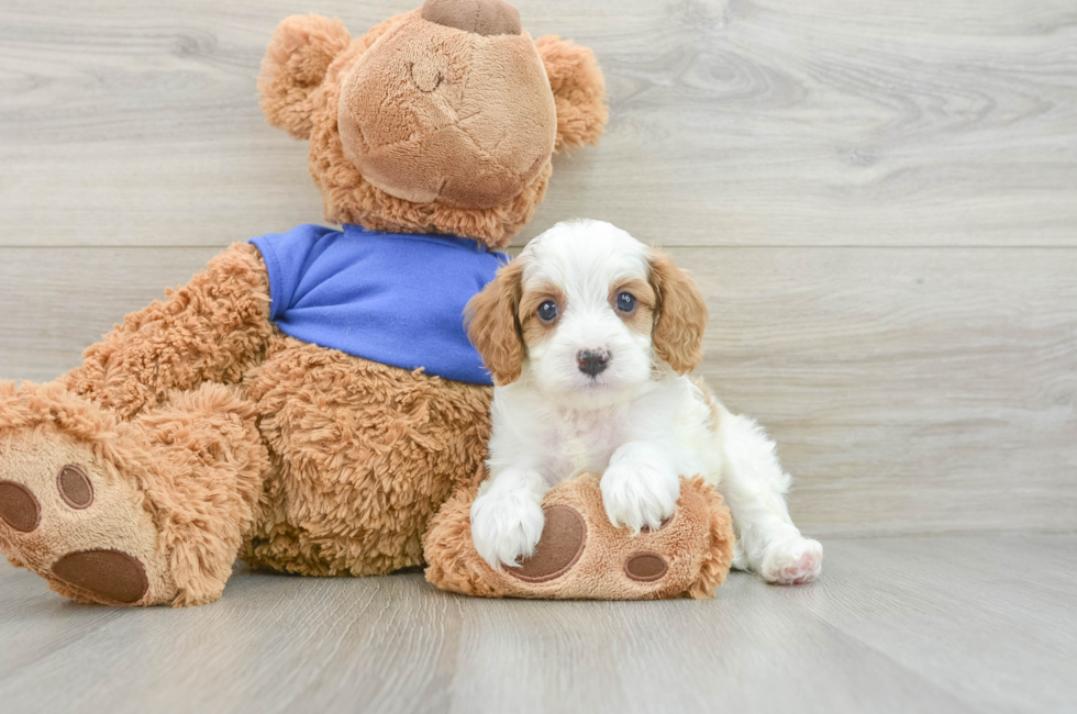 7 week old Cavapoo Puppy For Sale - Pilesgrove Pups