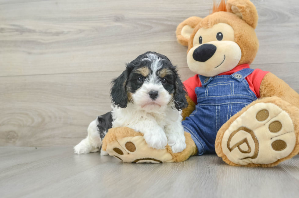 6 week old Cavapoo Puppy For Sale - Pilesgrove Pups