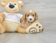 8 week old Cavapoo Puppy For Sale - Pilesgrove Pups