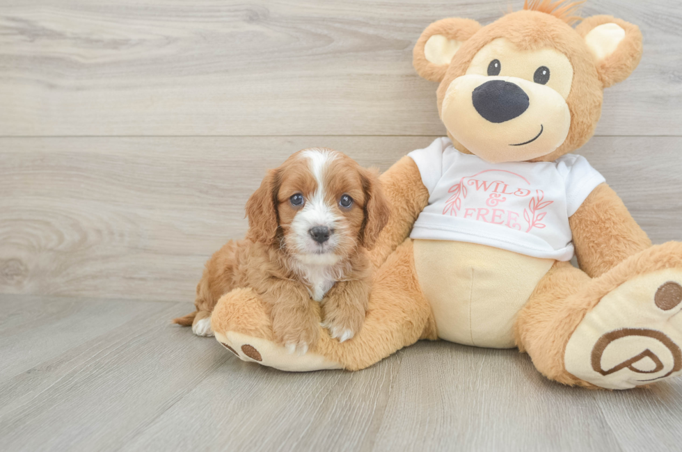 7 week old Cavapoo Puppy For Sale - Pilesgrove Pups