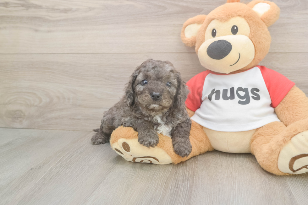 Hypoallergenic Cavadoodle Poodle Mix Puppy