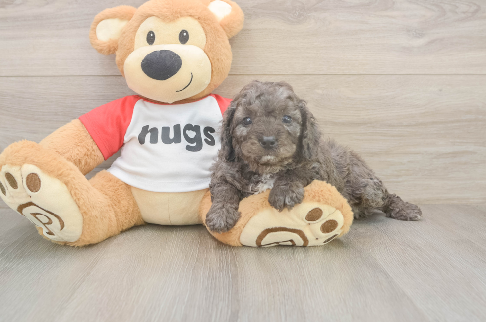 5 week old Cavapoo Puppy For Sale - Pilesgrove Pups