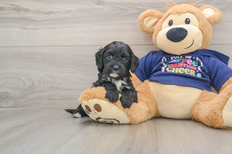 5 week old Cavapoo Puppy For Sale - Pilesgrove Pups