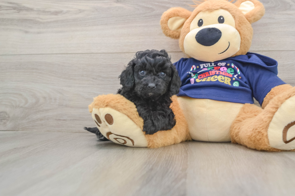 5 week old Cavapoo Puppy For Sale - Pilesgrove Pups