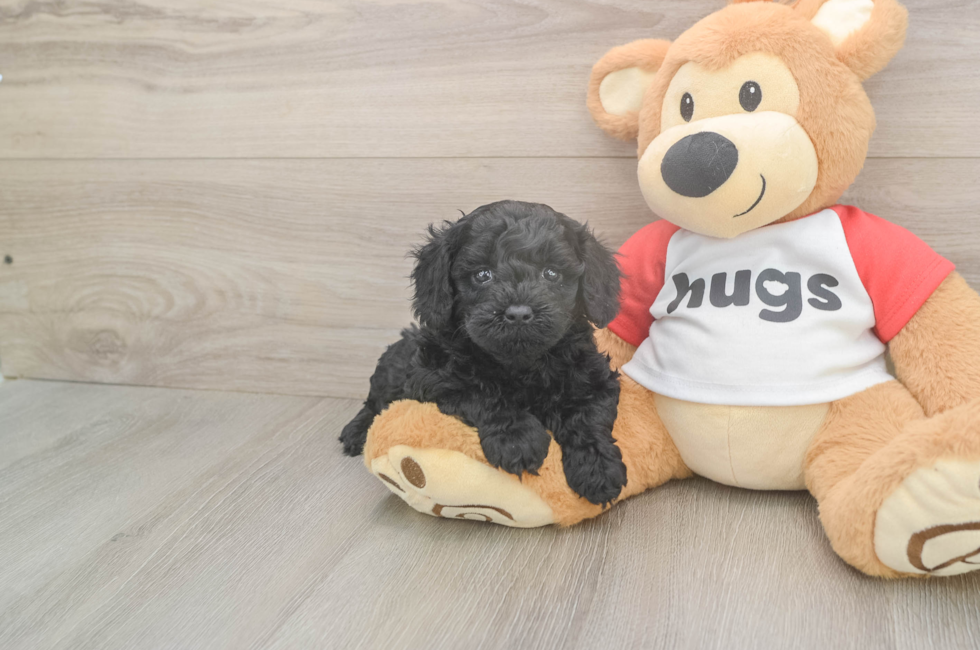 5 week old Cavapoo Puppy For Sale - Pilesgrove Pups