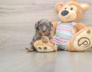 6 week old Cavapoo Puppy For Sale - Pilesgrove Pups