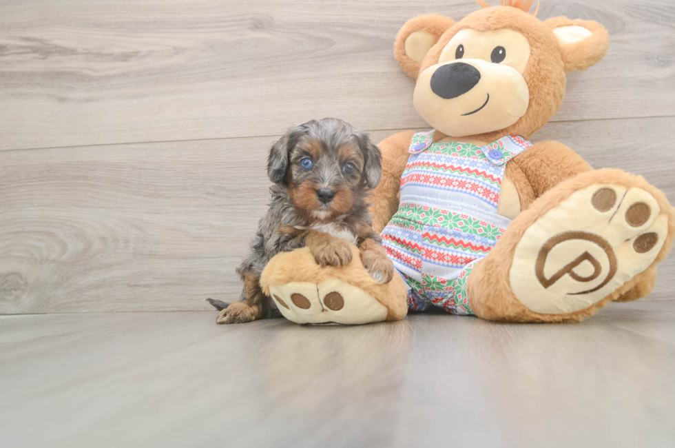 5 week old Cavapoo Puppy For Sale - Pilesgrove Pups
