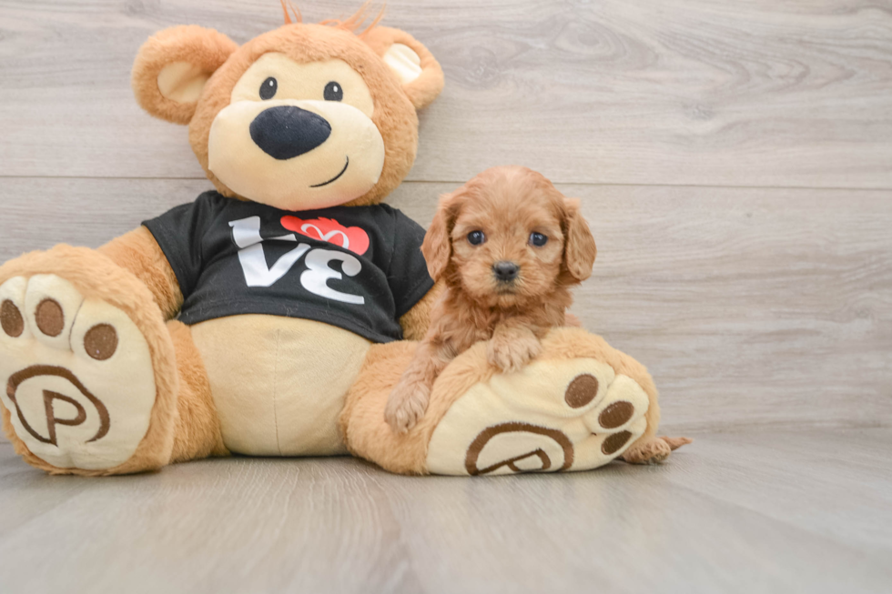 Small Cavapoo Baby