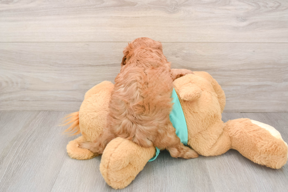 Fluffy Cavapoo Poodle Mix Pup