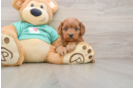 Cavapoo Pup Being Cute