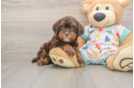 Cavapoo Puppy for Adoption