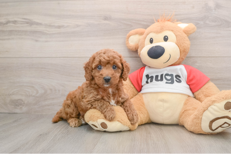 Happy Cavapoo Baby