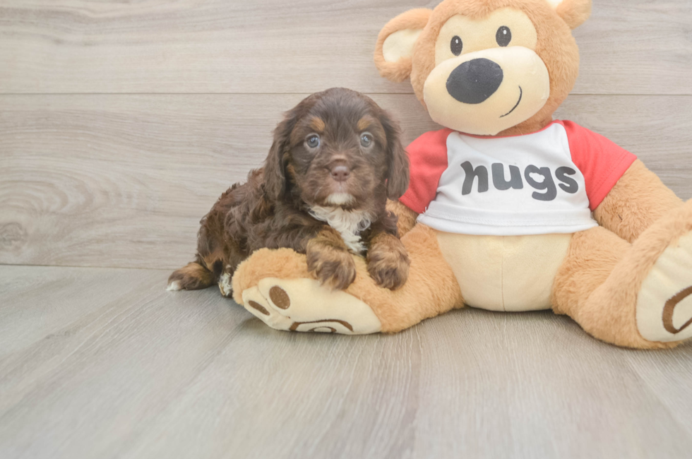 6 week old Cavapoo Puppy For Sale - Pilesgrove Pups