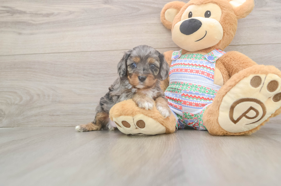 5 week old Cavapoo Puppy For Sale - Pilesgrove Pups