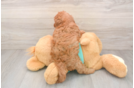 Friendly Cavapoo Baby