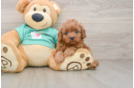 Cavapoo Pup Being Cute