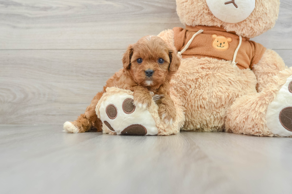 5 week old Cavapoo Puppy For Sale - Pilesgrove Pups