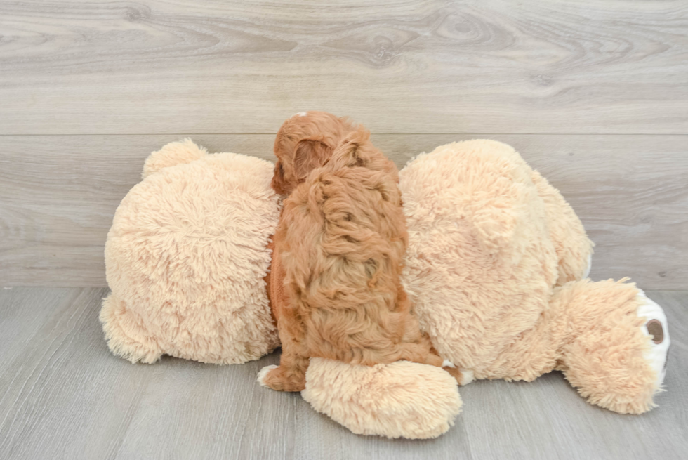 Cavapoo Pup Being Cute