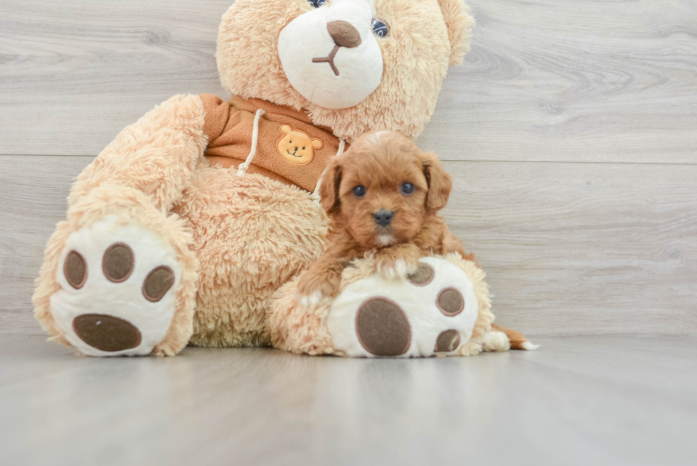 Best Cavapoo Baby