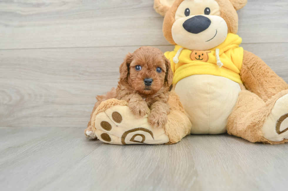 6 week old Cavapoo Puppy For Sale - Pilesgrove Pups