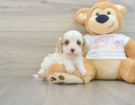 7 week old Cavapoo Puppy For Sale - Pilesgrove Pups