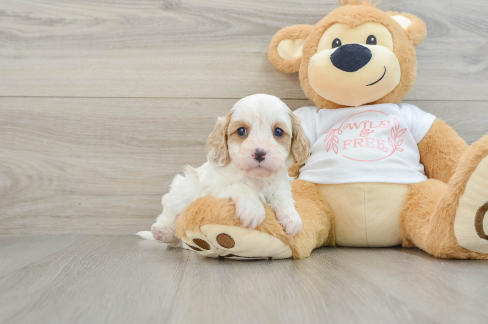 7 week old Cavapoo Puppy For Sale - Pilesgrove Pups