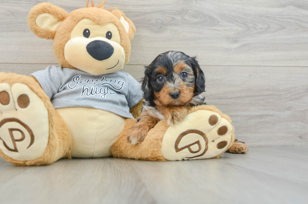 8 week old Cavapoo Puppy For Sale - Pilesgrove Pups