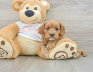 8 week old Cavapoo Puppy For Sale - Pilesgrove Pups