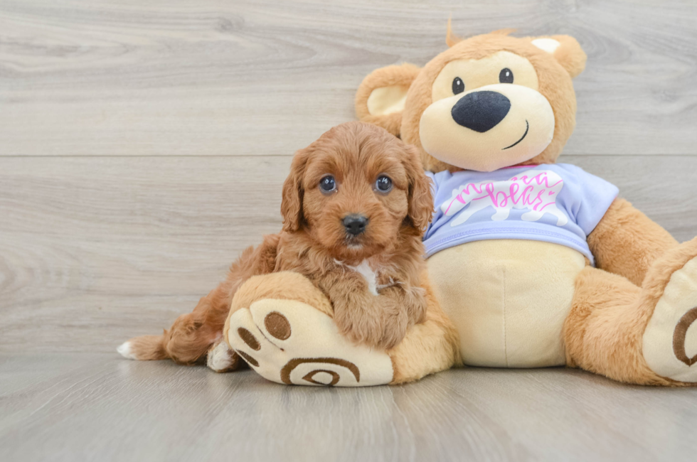 6 week old Cavapoo Puppy For Sale - Pilesgrove Pups