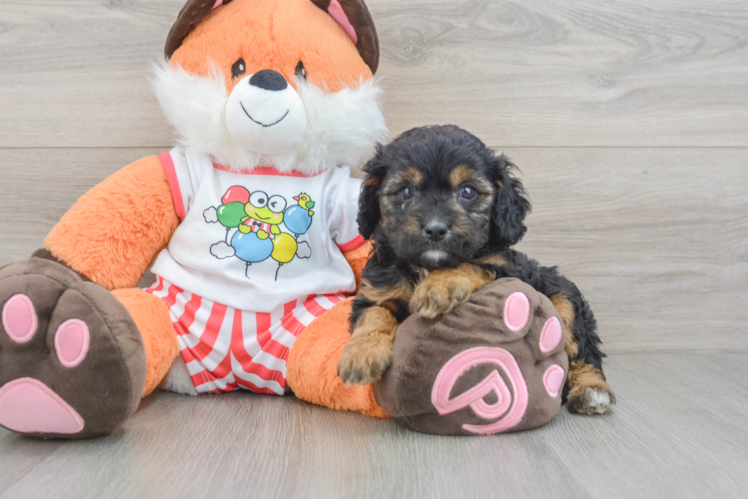Popular Cavapoo Poodle Mix Pup