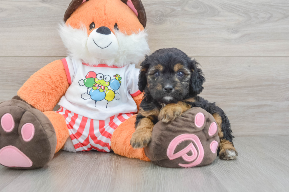 7 week old Cavapoo Puppy For Sale - Pilesgrove Pups