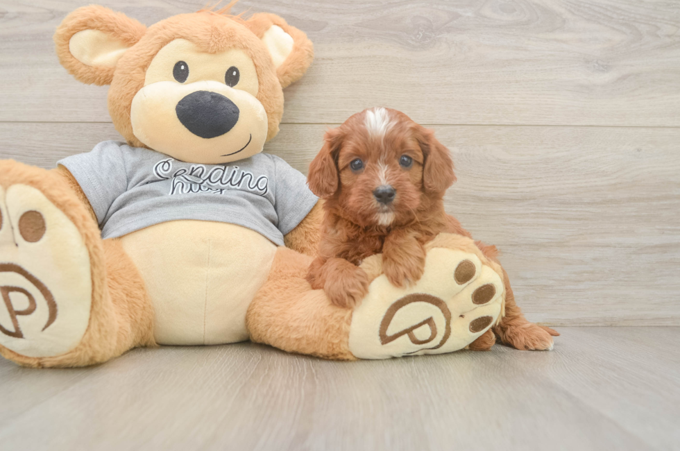 5 week old Cavapoo Puppy For Sale - Pilesgrove Pups