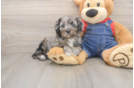 Best Cavapoo Baby