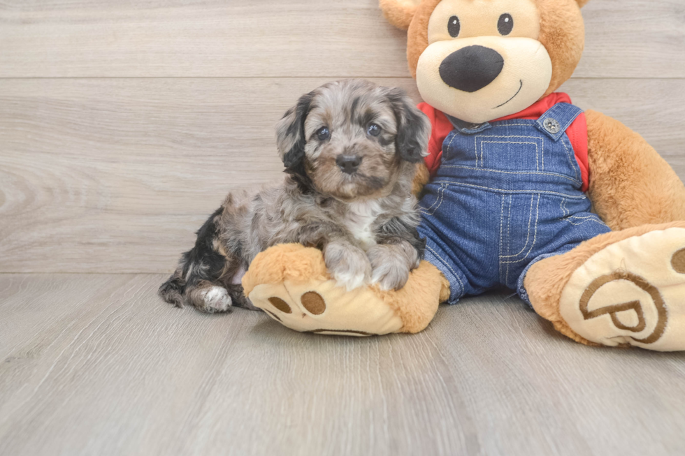Best Cavapoo Baby