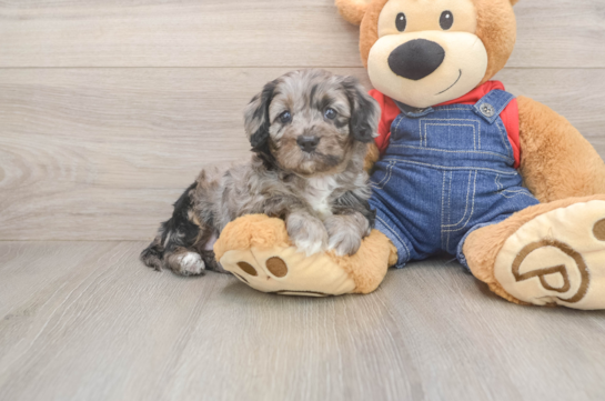 Best Cavapoo Baby