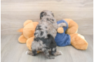 Best Cavapoo Baby