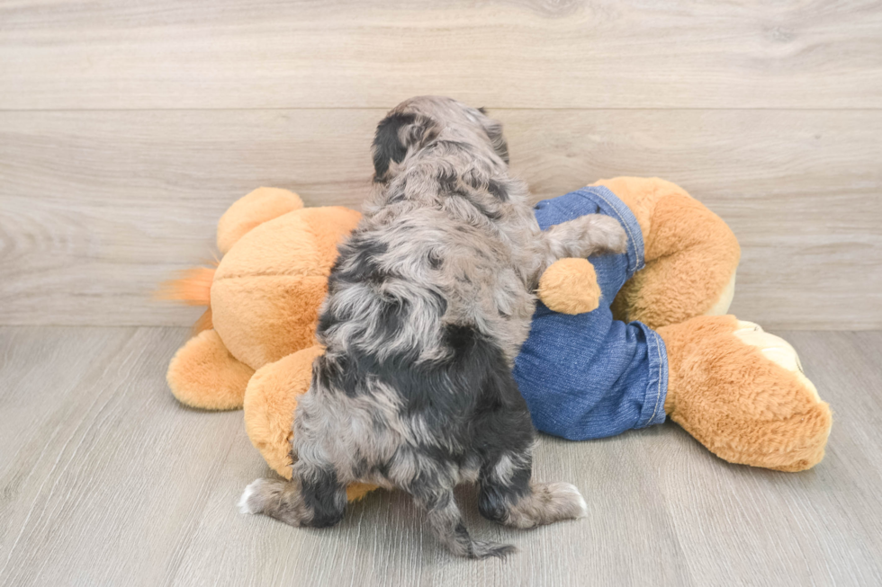 Best Cavapoo Baby