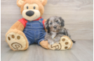 Cavapoo Pup Being Cute