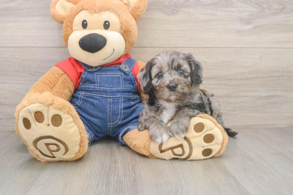 Cavapoo Pup Being Cute
