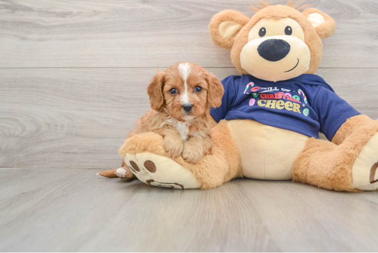 Cute Cavapoo Baby