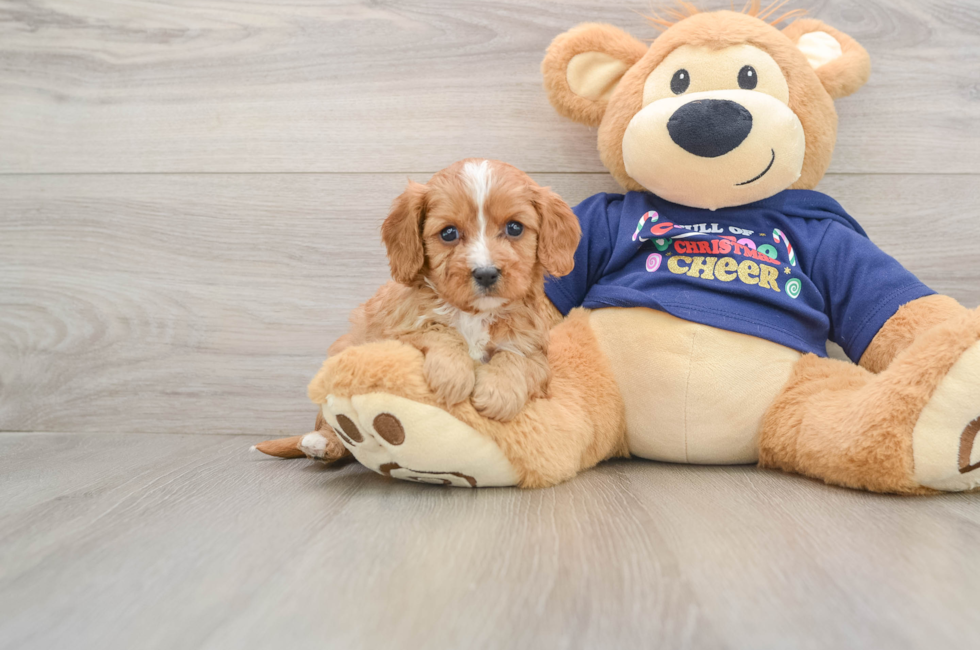 5 week old Cavapoo Puppy For Sale - Pilesgrove Pups