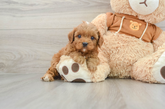 Fluffy Cavapoo Poodle Mix Pup