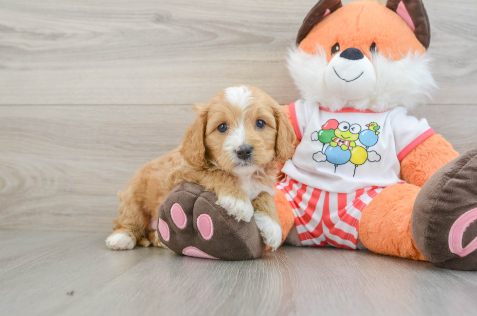7 week old Cavapoo Puppy For Sale - Pilesgrove Pups
