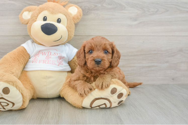 Cavapoo Pup Being Cute