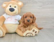 7 week old Cavapoo Puppy For Sale - Pilesgrove Pups